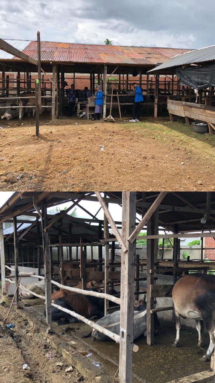 Luas Lahan Kandang Sapi 1.500M Dijual Untuk Kurban dan Untuk Acara Besar ,Laku Sekitar 100 ekor sapi